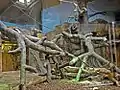 Klettergehege für Gorillas