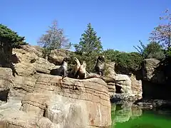 Seelöwenanlage