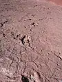 Dinosaurierspuren