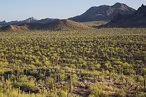 Ironwood Forest National Monument