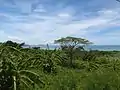 Vegetation auf Ishigaki im Süden der Nansei-Inseln