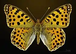 ♂