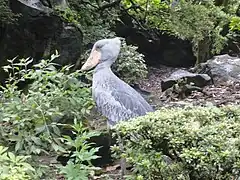 Schuhschnabel (Balaeniceps rex) in der Vegetation