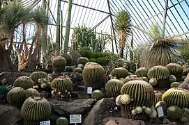 Mexikanische Kakteen in einem Gewächshaus