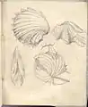 Muscheln aus einem zweiten Skizzenbuch um 1900