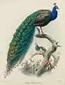 Blauer Pfauaus Daniel Giraud Elliot: A monograph of the Phasianidae, or, Family of the pheasants,1872