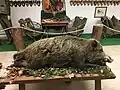 Wildschwein (Präparat)