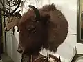 Wisentkopf  (Präparat)