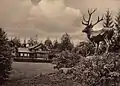 Jagdschloss mit dem Hirsch