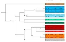 DNA Stammbaum - Jagodic DNA project