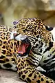 Jaguar (Panthera onca)