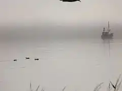 Wasservögel bei Nebel