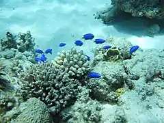 Korallen und Riffbarsche vor Aka-jima