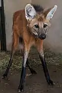 Mähnenwolf