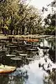 Riesenseerosen-Teich