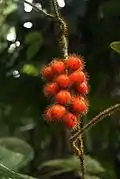 Jateorhiza macrantha