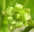 Weibliche Blüte