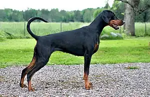 Dobermann