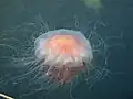 Orange Cyanea capillata vor Island