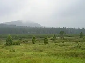 Blick über das Moor