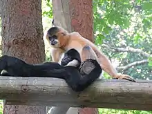 2019 Nördlicher Weißwangen-Schopfgibbon