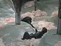 Bonobos