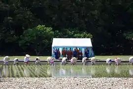 Shinden-otaue-hajime,Anbau von Reis