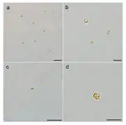 LM-Aufnahmen von A. anophagefferens Stamm CCMP1984: RSC und vegetative Zellen (VCs);Balken 10 µm.