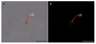 Lipid-angereicherte Tröpfchen (LD) in den RSCs von A. anophagefferens Stamm CCMP1984 (Pfeile); Balken 10 µm.