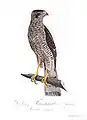 Falke, (Falco nisus = Accipiter nisus), aus „Teutsche Ornithologie oder Naturgeschichte“