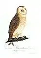 Eule, (Strix flammea = Asio flammeus), aus „Teutsche Ornithologie oder Naturgeschichte“