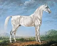 Bildnis eines Schimmels, 1823.