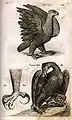 Illustration aus Historia naturalis .... Die Adler.