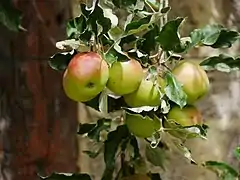 Früchte am Baum