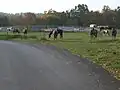 An der CIRCLE-M-Ranch