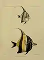 Heft X, Fische der Südsee, Heft V Tafel 92, (Zeich.: G.H. Ford, Lith.: Mintern Bros.)