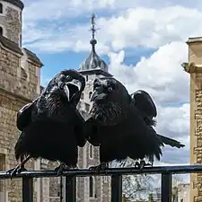 Bild des Jahres 2016: Tower-Raben Jubilee und Munin am Tower of London, Vereinigtes Königreich.