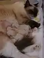 Ragdoll-Katze mit noch weißen Welpen