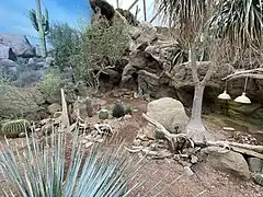 Kakteen-Garten