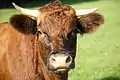 Junger Bulle