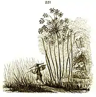 Waldgebüsch am Rand eines Grasmeeres(Erläuterung Seite 220 zweiter Absatz, Bild S. 221).