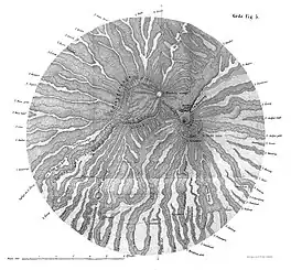 Vulkanmassiv Gedé-Pangrango.Aus F. Junghuhn: Java, seine Gestalt, Pflanzendecke und innere Bauart,Band 2, S. 22. – Die Knickspuren des mehrfach gefalteten Originals konnten nicht beseitigt werden. – Zur Gipfelregion: Siehe die Karte Gede, eine nach Norden ausgerichtete Nebenkarte auf Blatt 2 der Kaart van het eiland Java.