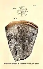 Praemissa in floram cryptogamicam Javae Insulae, Tab. VI