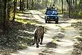 Erdpiste im Park mitTiger und Jeep