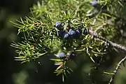 Wacholder (Keine Frucht; Beerenzapfen)
