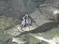 Ein Paar Küstenkormorane an der Steilküste der Isla Choros