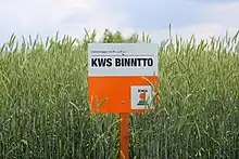 Hybridroggen-Sorte KWS BINNTTO,