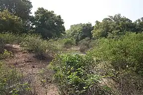 Blick auf den Nazinon (Roter Volta) im Kaboré-Tambi-Nationalpark