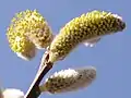 Weidenkätzchen(Salix spec.) unterschiedlich stark aufgeblüht
