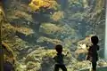 Kinder bewundern die Unterwasserwelt
